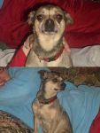 Dogs Chihuahua